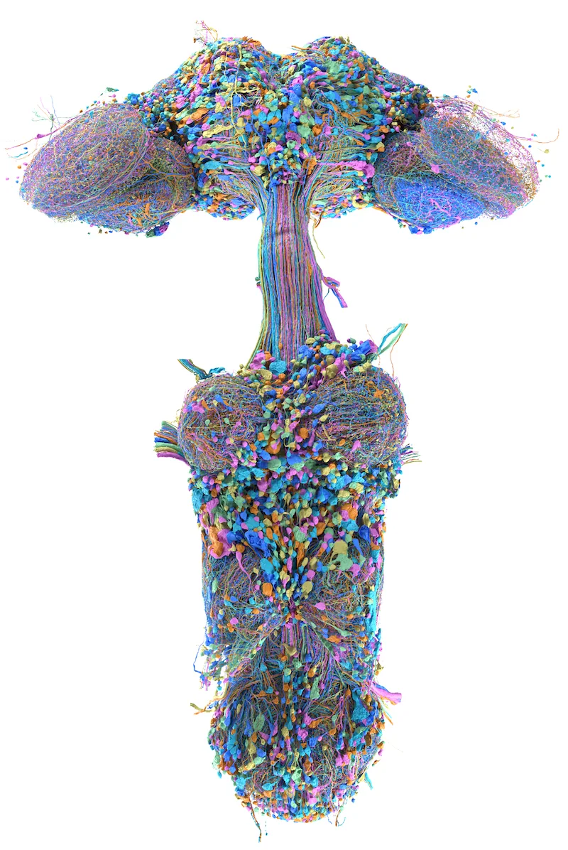 Colorful rendering of the male fruit fly central nervous system, with representative neurons from its annotated cell types